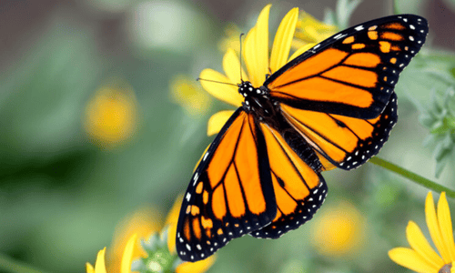 Close-up of a monarch butterfly with orange and black wings perched on a yellow flower.